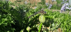 Ictinogomphus ferox