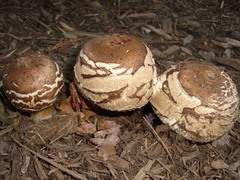 Chlorophyllum rhacodes