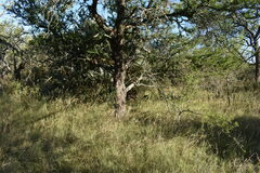 Vachellia astringens