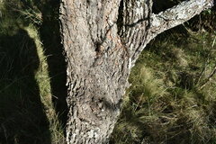 Vachellia astringens