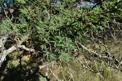 Vachellia astringens