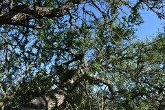 Vachellia astringens