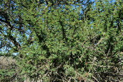 Vachellia astringens