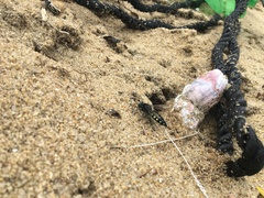 Stictia