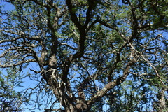 Vachellia astringens