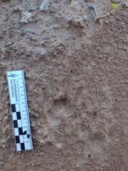 Procyon cancrivorus