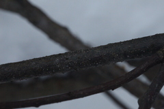 Leotiomycetes