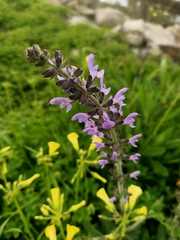 Salvia verbenaca