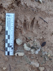 Procyon cancrivorus