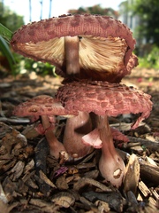 Leucoagaricus americanus