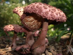 Leucoagaricus americanus