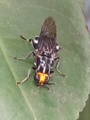 Cyphomyia