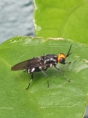 Cyphomyia