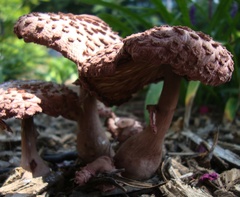 Leucoagaricus americanus