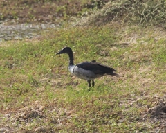 Sarkidiornis melanotos