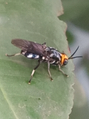 Cyphomyia