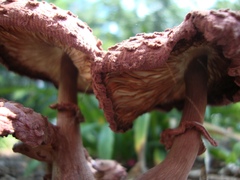 Leucoagaricus americanus