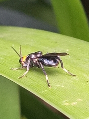 Cyphomyia