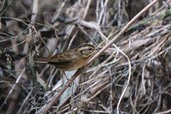 Emberiza tristrami