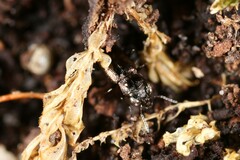 Notiophilus novemstriatus