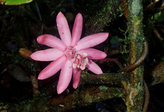 Passiflora glandulosa