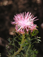 Isopogon dubius