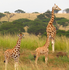 Image of Giraffa camelopardalis