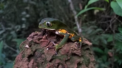 Phyllomedusa burmeisteri