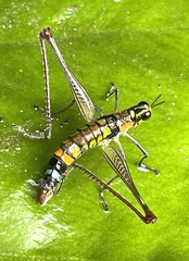 Paramastax duquei