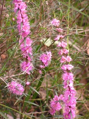 Hypocalymma robustum