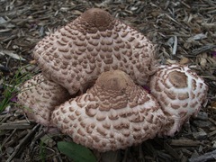 Leucoagaricus americanus