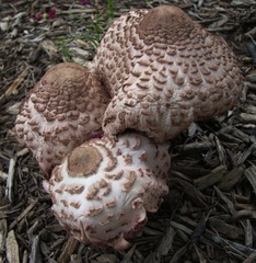 Leucoagaricus americanus
