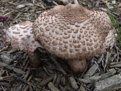 Leucoagaricus americanus