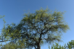 Prosopis nigra