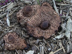 Leucoagaricus americanus