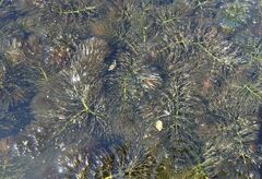 Ceratophyllum submersum