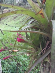 Tillandsia complanata