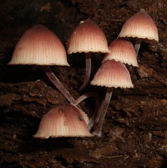 Mycena haematopus