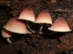 Mycena haematopus