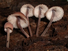 Mycena haematopus
