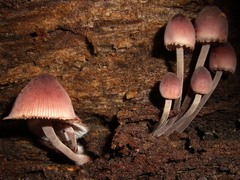 Mycena haematopus
