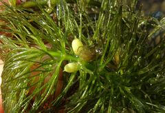 Ceratophyllum submersum