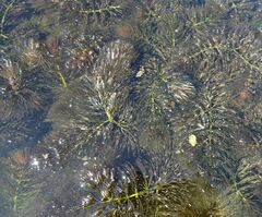 Ceratophyllum submersum