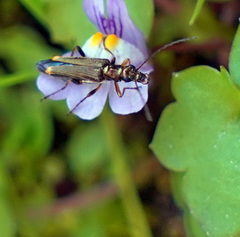Oedemera barbara