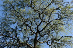 Prosopis nigra