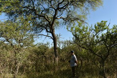 Prosopis nigra