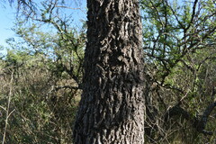 Prosopis nigra