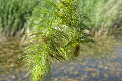 Ceratophyllum submersum