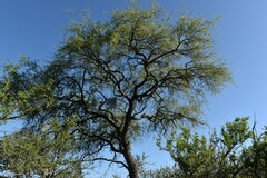 Prosopis nigra