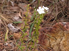 Drosera porrecta